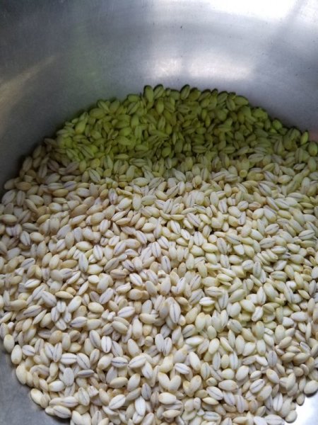 画像1: 令和5年産   滋賀県 キラリモチ麦 2割精麦 1ｋｇ  (1)