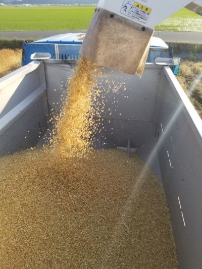 画像2: 令和5年産   滋賀県 キラリモチ麦 2割精麦 1ｋｇ 